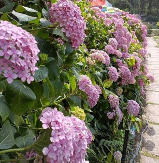 Mussoorie Company Bagh_1